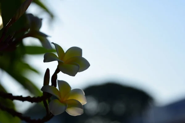 Flores Brancas Amarelas Frangipani Com Folhas Fundo Flor Plumeria Florescendo — Fotografia de Stock