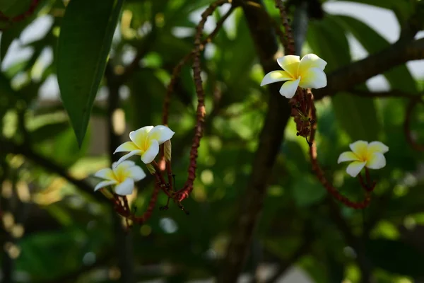 Flor Plumeria Flor Blanca Flor Yellow Fondo Flor Blanco Flores —  Fotos de Stock