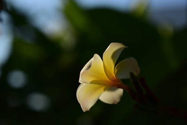Плюмерия Флауэр Белый Цветок Желтый Цветок Белый Цветок Заднем Плане — стоковое фото