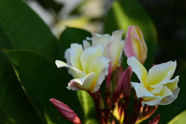 Plumeria Bloem Witte Flower Yellow Bloem Witte Bloem Achtergrond Kleurrijke — Stockfoto