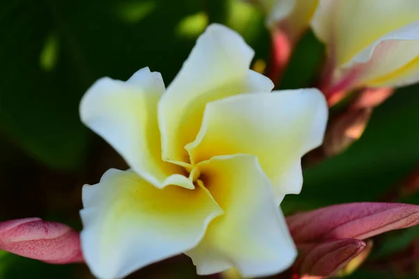 Weiße Und Gelbe Frangipani Blüten Mit Blättern Hintergrund Plumeria Blume — Stockfoto