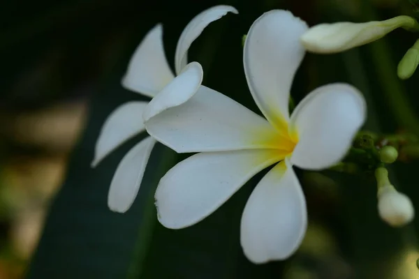 Plumeria Flower Fleur Blanche Fleur Jaune Fond Fleur Blanche Fleurs — Photo