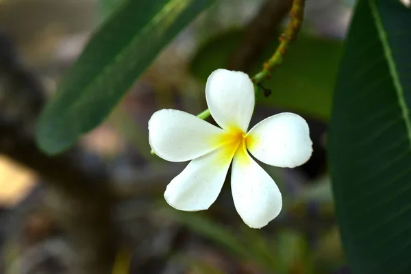 Plumeria Flower Fleur Blanche Fleur Jaune Fond Fleur Blanche Fleurs — Photo