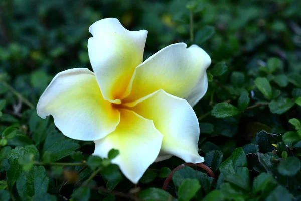 Plumeria Flower Flower Yellow Biały Kwiat Lub Białe Tło Kwiat — Zdjęcie stockowe