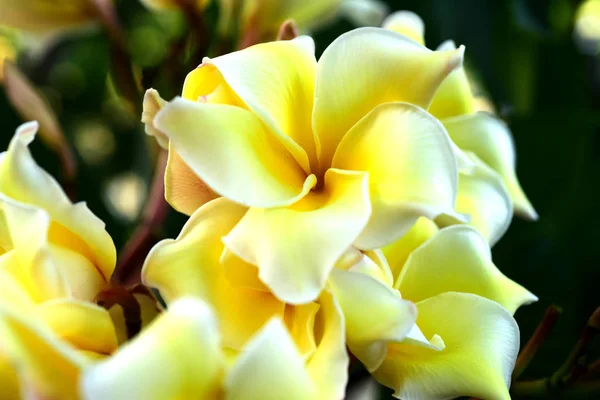 Flor Plumeria Flor Blanca Flor Yellow Fondo Flor Blanco Flores —  Fotos de Stock