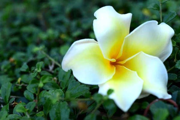 Plumeria Flower. white flower.yellow flower or white flower background.Colorful flowers in nature.Colorful flowers in nature.Plumeria blooming in the beach. White and yellow frangipani 0