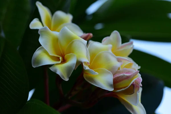 Witte Gele Frangipani Bloemen Met Blaadjes Achtergrond Plumeria Bloem Bloeiende — Stockfoto