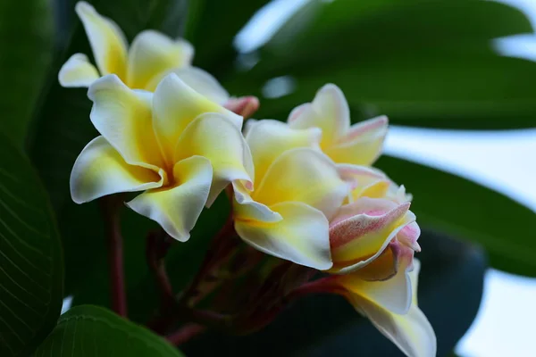 Plumeria Flower Λευκό Flower Yellow Λουλούδι Λευκό Φόντο Λουλούδι Πολύχρωμα — Φωτογραφία Αρχείου