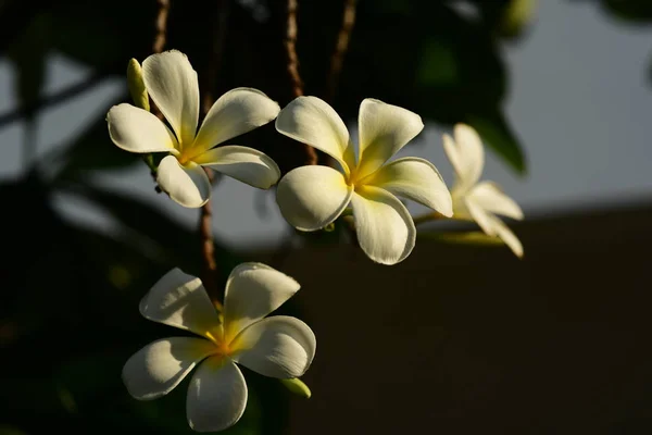 Fleurs Plumeria Blanches Dans Jardin — Photo