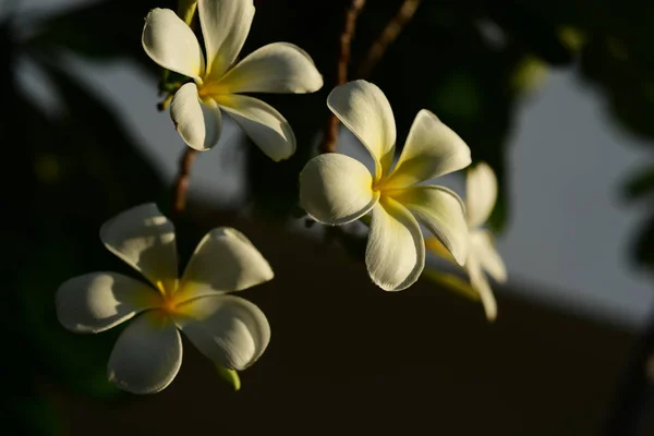 白色的花 黄色的花或白色的花背景 大自然中五颜六色的花朵 大自然中五颜六色的花朵 在海滩上绽放的普拉米利亚 白色和黄色弗兰基帕尼0 — 图库照片