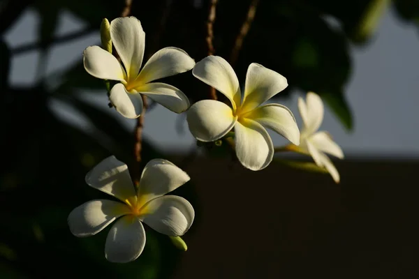 Plumeria Virág Fehér Flower Yellow Virág Vagy Fehér Virágot Háttér — Stock Fotó