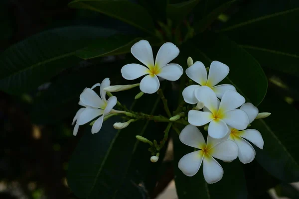 Flores Plumeria Brancas Jardim — Fotografia de Stock