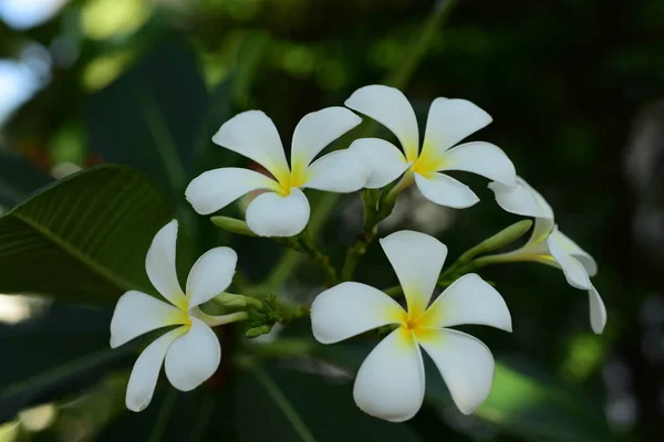 Plumeria Květina Bílá Flower Yellow Květina Nebo Bílé Květinové Pozadí — Stock fotografie