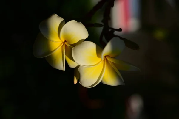 Plumeria Virág Fehér Flower Yellow Virág Vagy Fehér Virágot Háttér — Stock Fotó