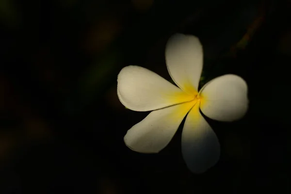 Plumeria Blanca Flores Jardín —  Fotos de Stock