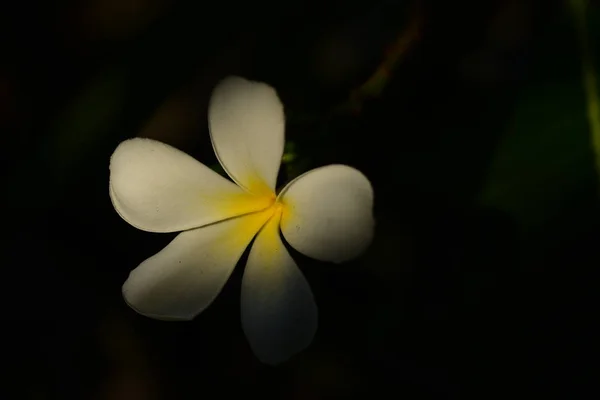 Plumeria Flower Fleur Blanche Fleur Jaune Fond Fleur Blanche Fleurs — Photo