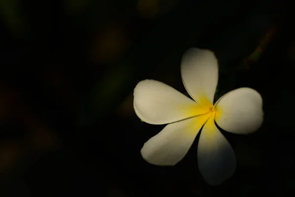 Plumeria 꽃입니다 Flower Yellow 속에서 다채로운 꽃입니다 속에서 다채로운 꽃입니다 — 스톡 사진