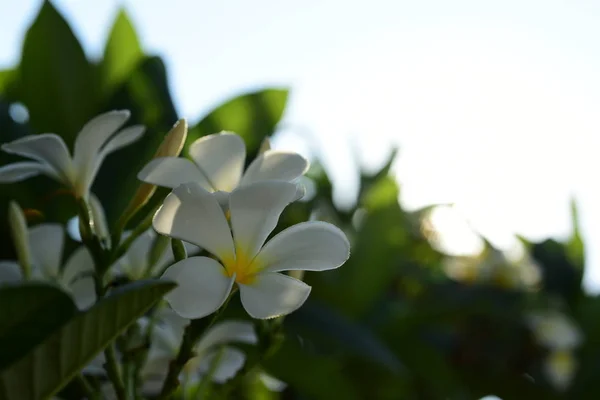 Flores Plumeria Brancas Jardim — Fotografia de Stock
