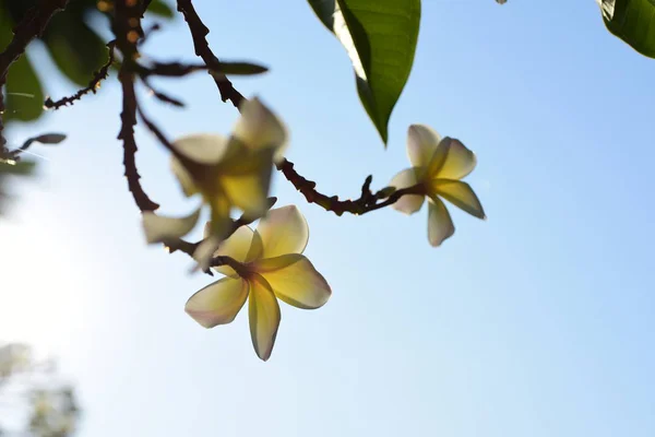 Plumeria Blanca Flores Jardín — Foto de Stock