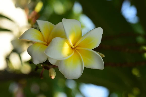 Plumeria Flower White Flower Yellow Flower White Flower Background Colorful — Stock Photo, Image