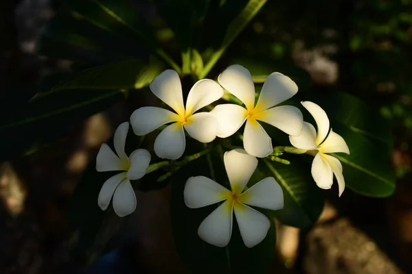 Fehér Sárga Frangipáni Virágok Levelek Háttérben Plumeria Virág Virágzó Zöld — Stock Fotó