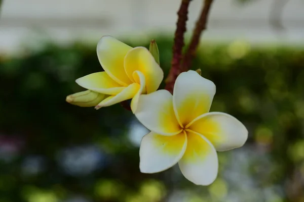 Fiore Plumeria Fiore Bianco Fiore Giallo Sfondo Fiore Bianco Fiori — Foto Stock