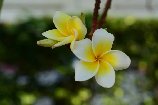 白色和黄色的弗兰基帕尼花 背景有叶子 梅花盛开 天空明亮 — 图库照片