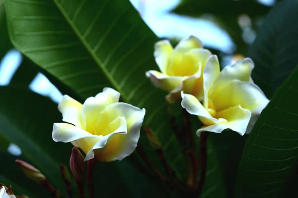 Flor Plumeria Flor Branca Flower Yellow Flor Branca Background Colorful — Fotografia de Stock