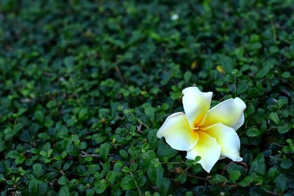 プルメリアの花 Flower Yellow の花や白い花の背景 自然の中の色とりどりの花 自然の中の色とりどりの花 ビーチに咲くプルメリア 白と黄色のプルメリア — ストック写真