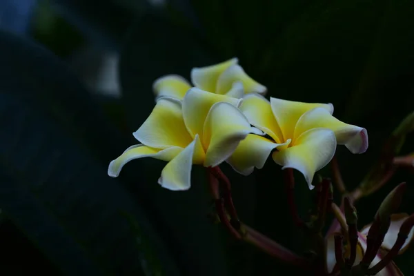 白色的花 黄色的花或白色的花背景 大自然中五颜六色的花朵 大自然中五颜六色的花朵 在海滩上绽放的普拉米利亚 白色和黄色弗兰基帕尼 — 图库照片