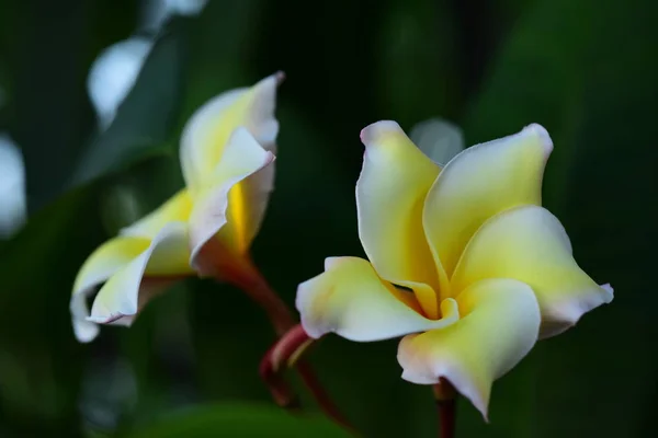 Fiore Plumeria Fiore Bianco Fiore Giallo Sfondo Fiore Bianco Fiori — Foto Stock