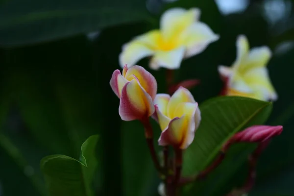 Біло Жовті Квіти Франгіпані Листям Фоні Квітка Плюща Квітка Квітуча — стокове фото