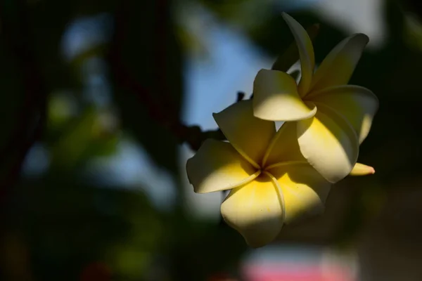 Plumeria Blomma Vit Flower Yellow Blomma Eller Vit Blomma Bakgrund — Stockfoto