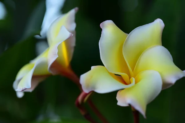 Plumeria Flower. white flower.yellow flower or white flower background.Colorful flowers in nature.Colorful flowers in nature.Plumeria blooming in the beach. White and yellow frangipani