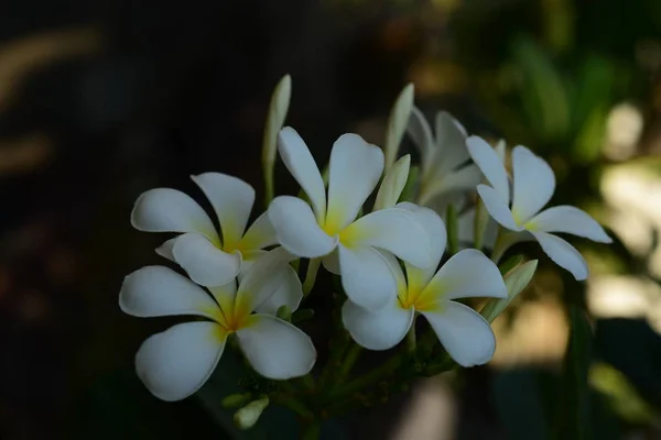 Flor Plumeria Flor Branca Flower Yellow Flor Branca Background Colorful — Fotografia de Stock