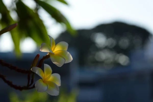 Plumeria Flower Flower Yellow Biały Kwiat Lub Białe Tło Kwiat — Zdjęcie stockowe