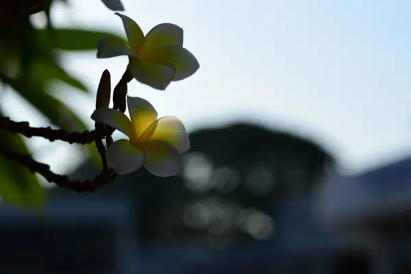 白色和黄色的弗兰基帕尼花 背景有叶子 梅花盛开 天空明亮 — 图库照片