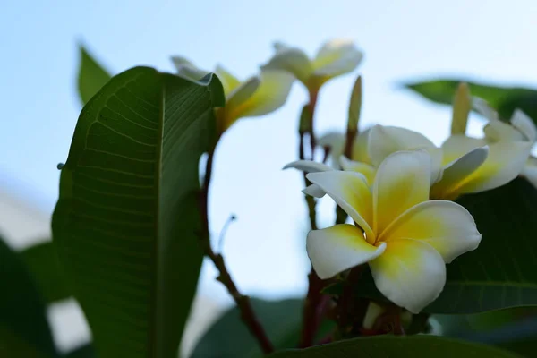 Fehér Sárga Frangipáni Virágok Levelek Háttérben Plumeria Virág Virágzó Zöld — Stock Fotó