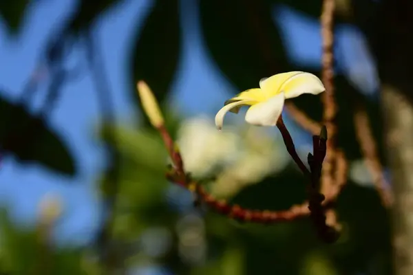 Plumeria Flower Flower Yellow Biały Kwiat Lub Białe Tło Kwiat — Zdjęcie stockowe