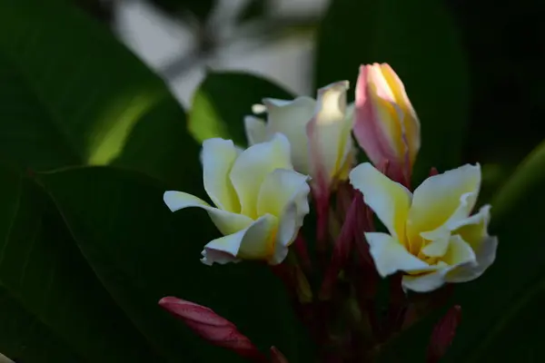 Flor Plumeria Flor Branca Flower Yellow Flor Branca Background Colorful — Fotografia de Stock