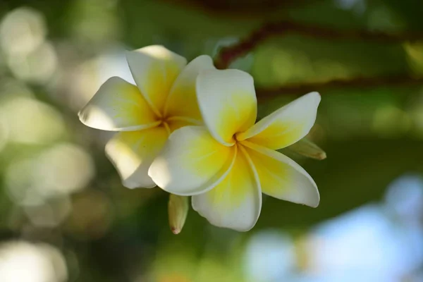 Fehér Sárga Frangipáni Virágok Levelek Háttérben Plumeria Virág Virágzó Zöld — Stock Fotó