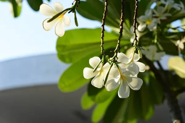 Plumeria Flower Λευκό Flower Yellow Λουλούδι Λευκό Φόντο Λουλούδι Πολύχρωμα — Φωτογραφία Αρχείου