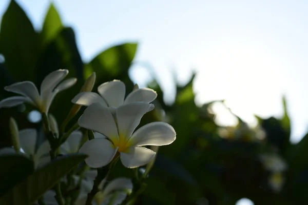 Flores Frangipani Blancas Amarillas Con Hojas Fondo Flor Plumeria Hoja —  Fotos de Stock