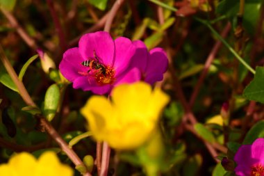 Güzel renkli çiçekler açan ve arılar yiyecek bulmak ve çiçekler mix gel.