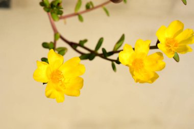 Güzel renkli çiçekler açan ve arılar yiyecek bulmak ve çiçekler mix gel.