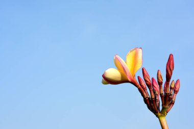 Beyaz ve sarı frangipani çiçek yaprakları arka plan ile. Plumeria çiçek çiçek açan ve yeşil yaprak ile parlak sky.white flower.yellow çiçek ya da beyaz çiçek