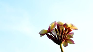 Beyaz ve sarı frangipani çiçek yaprakları arka plan ile. Plumeria çiçek çiçek açan ve yeşil yaprak ile parlak sky.white flower.yellow çiçek ya da beyaz çiçek