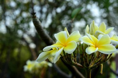 Beyaz ve sarı frangipani çiçek yaprakları arka plan ile. Plumeria çiçek çiçek açan ve yeşil yaprak ile parlak sky.white flower.yellow çiçek ya da beyaz çiçek