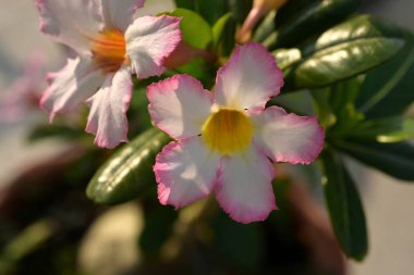 Şehir Parkı dekore pembe çiçekler.