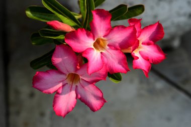 Şehir Parkı dekore pembe çiçekler.